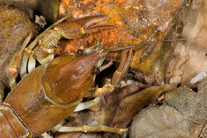 Austropotamobius pallipes